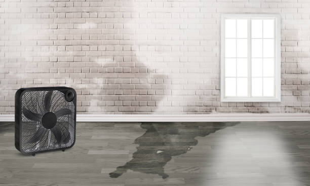 Best Fire Damage Restoration  in Santo Domingo Pueblo, NM